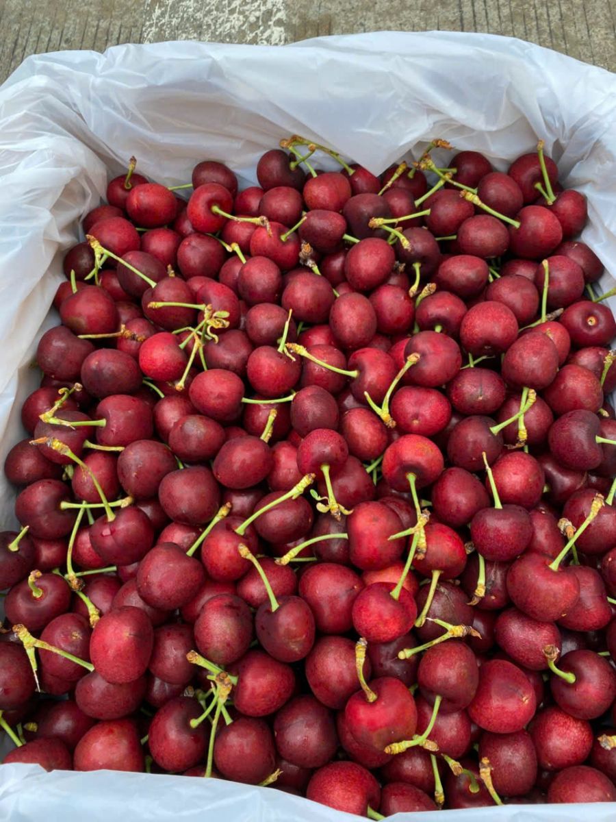 Cherry Mỹ đầu mùa